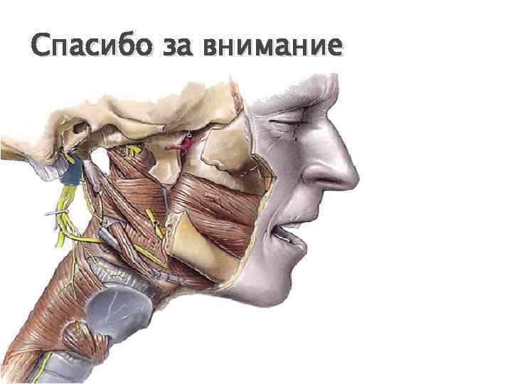 Спасибо за внимание 