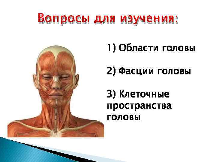 Вопросы для изучения: 1) Области головы 2) Фасции головы 3) Клеточные пространства головы 