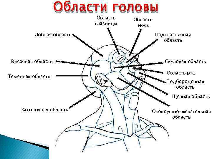 Теменная область головы фото