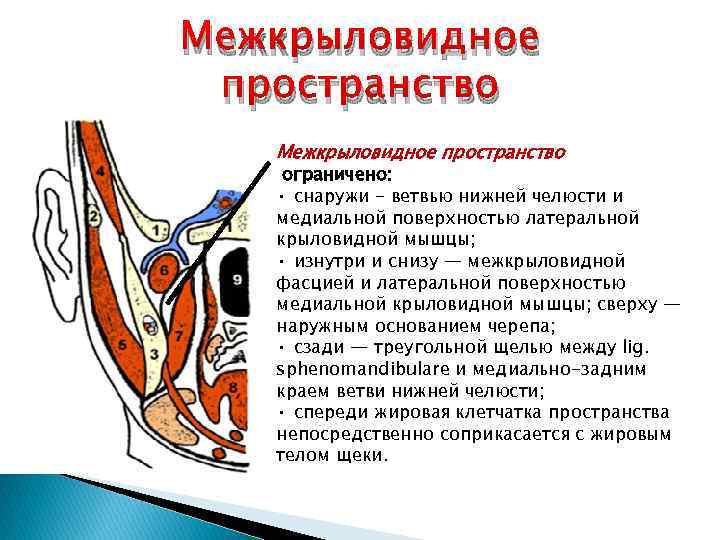 Клетчаточные пространства головы рисунок