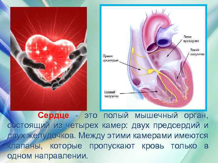 Сердце - это полый мышечный орган, состоящий из четырех камер: двух предсердий и двух