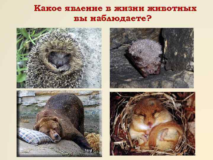 Какое явление в жизни животных вы наблюдаете? 
