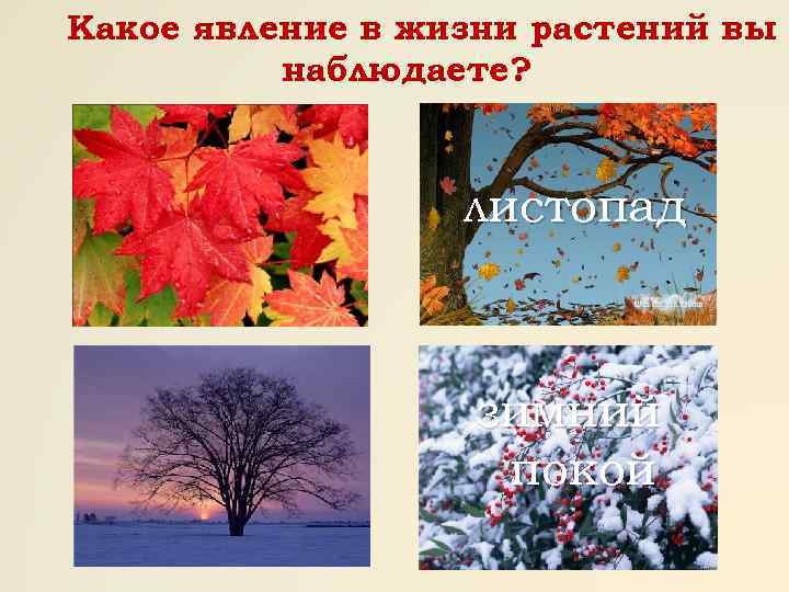 Какое явление в жизни растений вы наблюдаете? листопад зимний покой 
