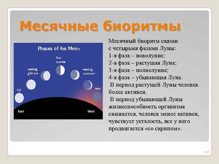 Месячные биоритмы Месячный биоритм связан с четырьмя фазами Луны: 1 -я фаза – новолуние;