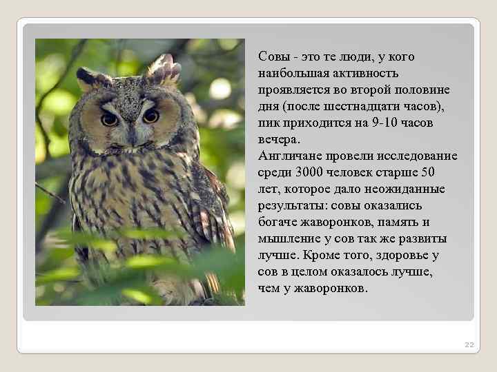 Совы - это те люди, у кого наибольшая активность проявляется во второй половине дня