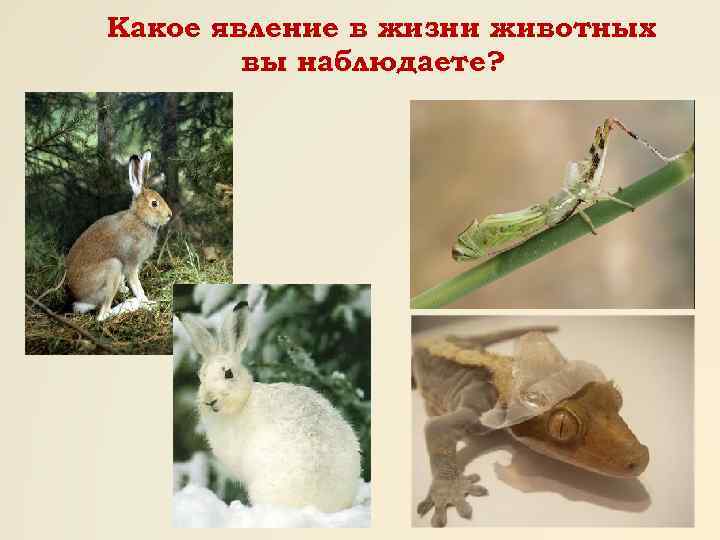 Какое явление в жизни животных вы наблюдаете? 