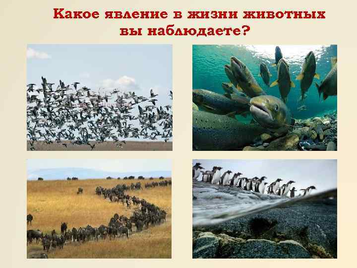 Какое явление в жизни животных вы наблюдаете? 