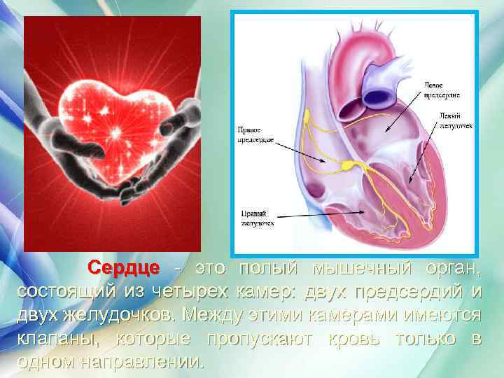 Сердце - это полый мышечный орган, состоящий из четырех камер: двух предсердий и двух