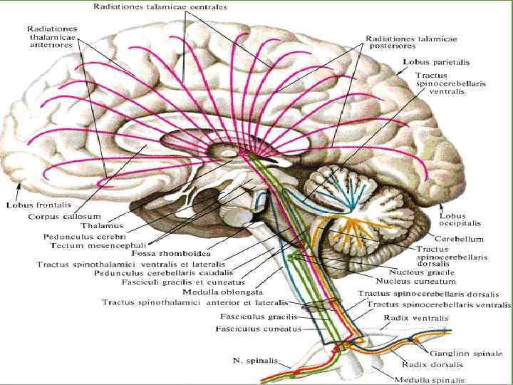 Проводящие волокна мозга. Проводящие пути головного мозга анатомия. Чувствительные проводящие пути спинного и головного мозга анатомия. Проводящие пути ствола головного мозга. Схема проводящих путей мозга.