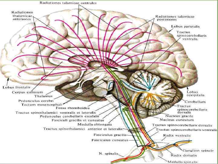 Пути в мозге. Проводящие пути головного мозга анатомия. Схема проводящих путей мозга. Восходящие проекционные проводящие пути. Проводящие пути ствола головного мозга.