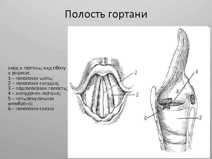 Полость гортани вход в гортань; вид сбоку в разрезе. 1 – голосовая щель; 2