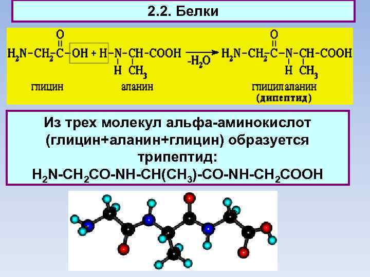 2. 2. Белки Из трех молекул aльфа-аминокислот (глицин+аланин+глицин) образуется трипептид: H 2 N-CH 2