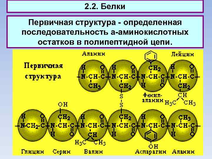2. 2. Белки Первичная структура - определенная последовательность a-аминокислотных остатков в полипептидной цепи. 