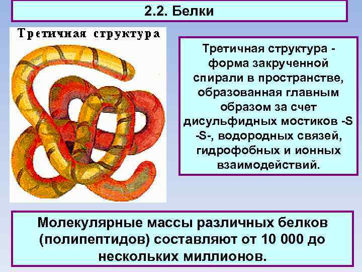 2. 2. Белки Третичная структура - форма закрученной спирали в пространстве, образованная главным образом