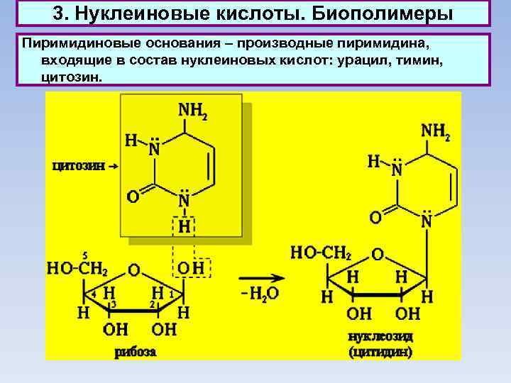 3. Нуклеиновые кислоты. Биополимеры Пиримидиновые основания – производные пиримидина, входящие в состав нуклеиновых кислот:
