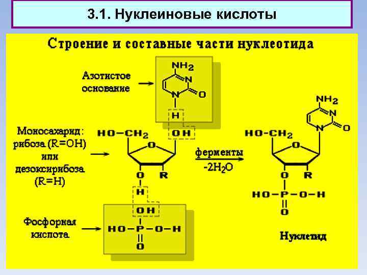 3. 1. Нуклеиновые кислоты 