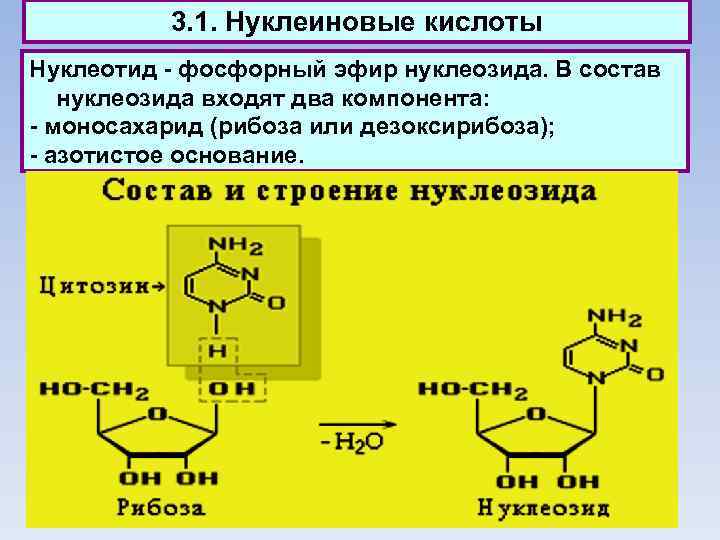 3. 1. Нуклеиновые кислоты Нуклеотид - фосфорный эфир нуклеозида. В состав нуклеозида входят два