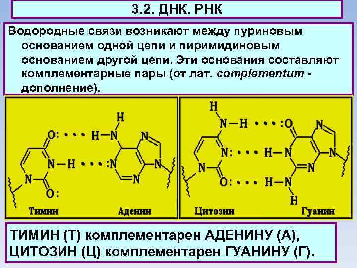 3. 2. ДНК. РНК Водородные связи возникают между пуриновым основанием одной цепи и пиримидиновым
