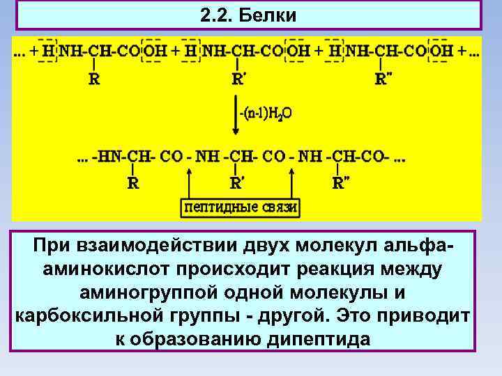 2. 2. Белки При взаимодействии двух молекул aльфааминокислот происходит реакция между аминогруппой одной молекулы