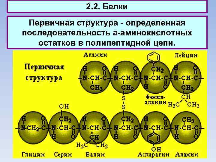 2. 2. Белки Первичная структура - определенная последовательность a-аминокислотных остатков в полипептидной цепи. 