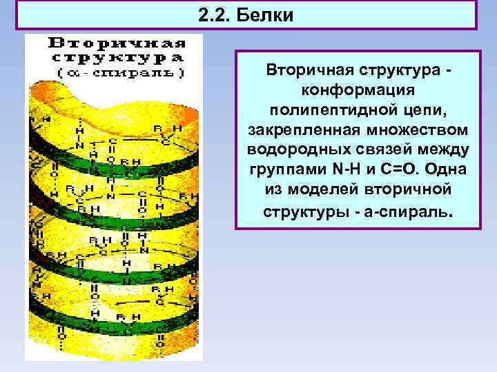 2. 2. Белки Вторичная структура - конформация полипептидной цепи, закрепленная множеством водородных связей между