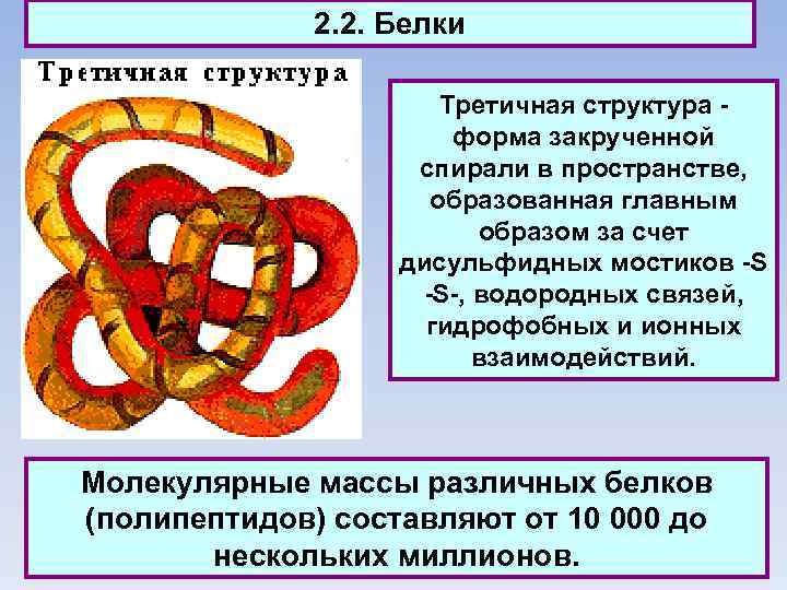 2. 2. Белки Третичная структура - форма закрученной спирали в пространстве, образованная главным образом