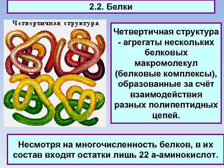 2. 2. Белки Четвертичная структура - агрегаты нескольких белковых макромолекул (белковые комплексы), образованные за