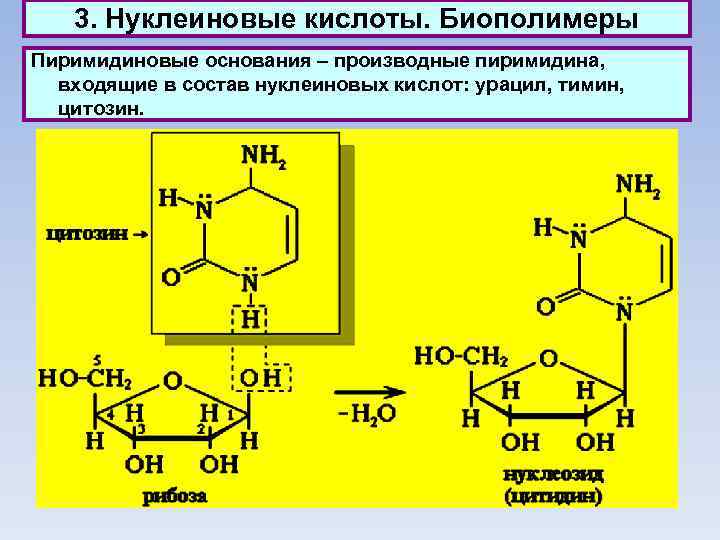 3. Нуклеиновые кислоты. Биополимеры Пиримидиновые основания – производные пиримидина, входящие в состав нуклеиновых кислот: