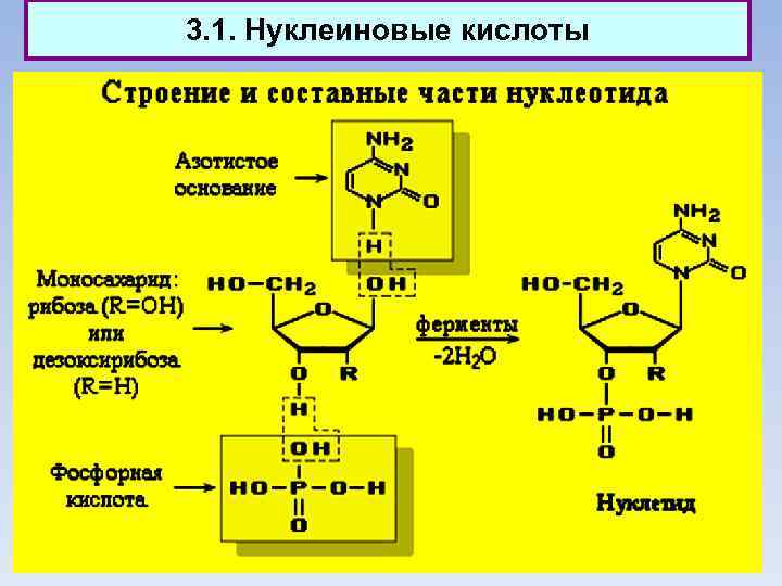 3. 1. Нуклеиновые кислоты 