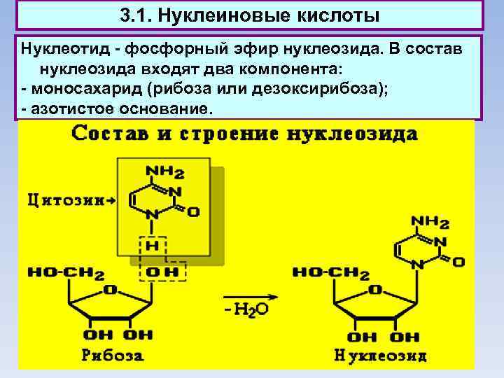 3. 1. Нуклеиновые кислоты Нуклеотид - фосфорный эфир нуклеозида. В состав нуклеозида входят два