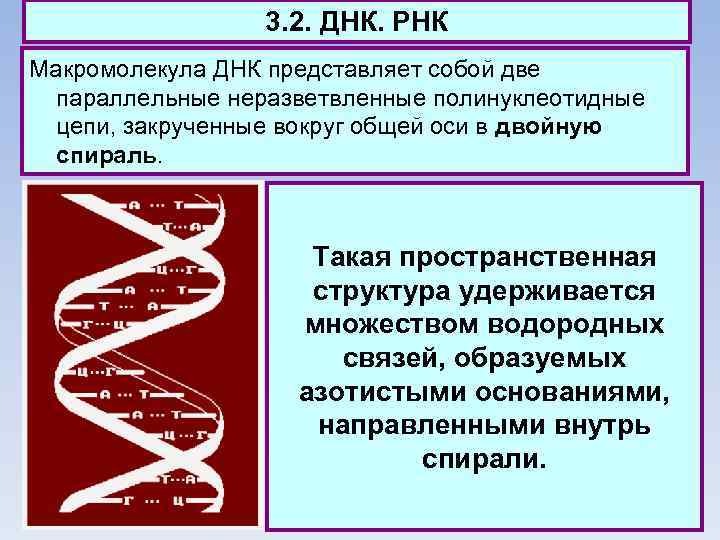 3. 2. ДНК. РНК Макромолекула ДНК представляет собой две параллельные неразветвленные полинуклеотидные цепи, закрученные