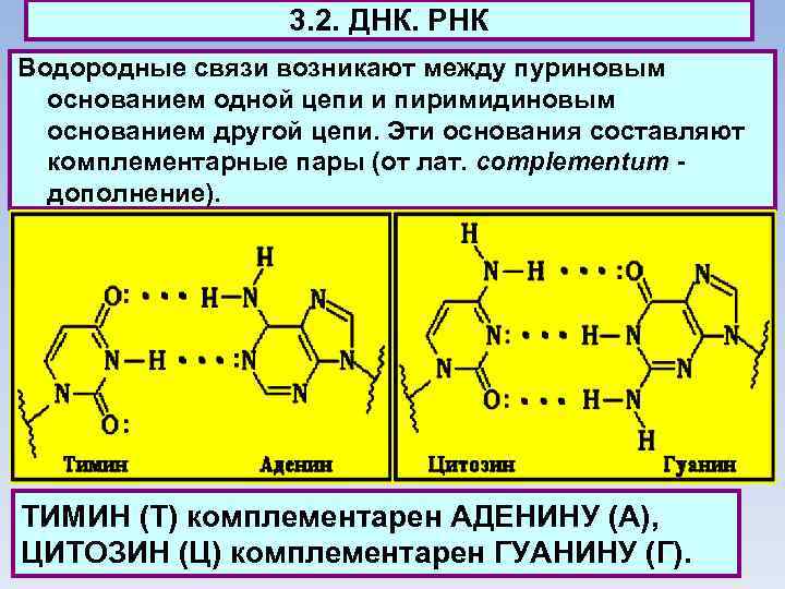 3. 2. ДНК. РНК Водородные связи возникают между пуриновым основанием одной цепи и пиримидиновым