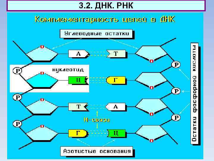 3. 2. ДНК. РНК 