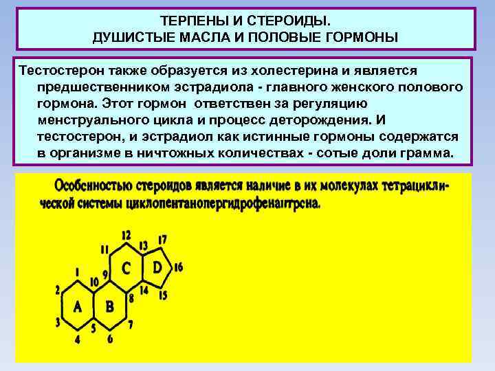 ТЕРПЕНЫ И СТЕРОИДЫ. ДУШИСТЫЕ МАСЛА И ПОЛОВЫЕ ГОРМОНЫ Тестостерон также образуется из холестерина и