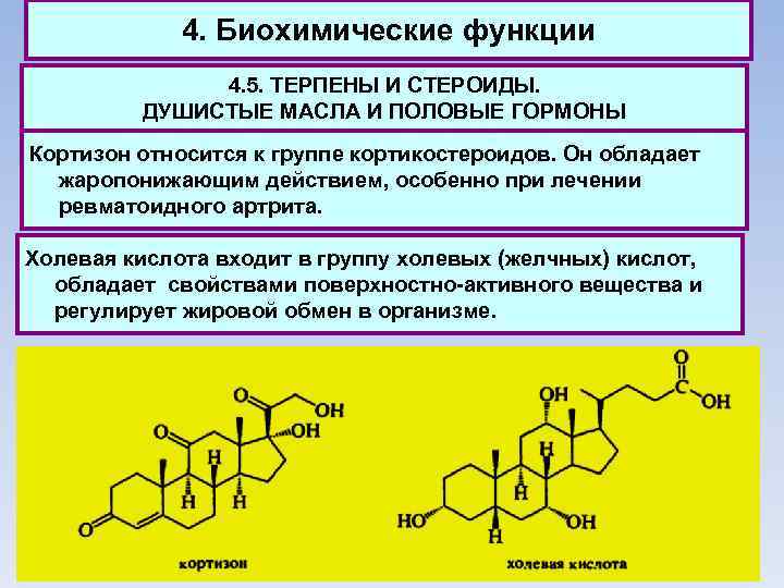 4. Биохимические функции 4. 5. ТЕРПЕНЫ И СТЕРОИДЫ. ДУШИСТЫЕ МАСЛА И ПОЛОВЫЕ ГОРМОНЫ Кортизон