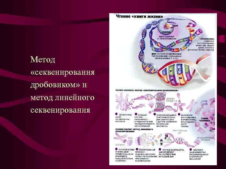 Метод «секвенирования дробовиком» и метод линейного секвенирования 