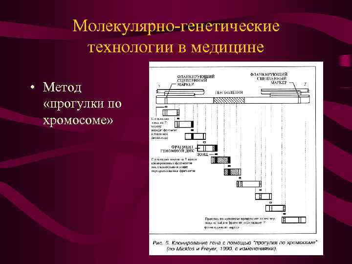 Молекулярно-генетические технологии в медицине • Метод «прогулки по хромосоме» 