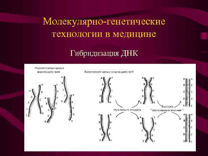 Молекулярно-генетические технологии в медицине Гибридизация ДНК 