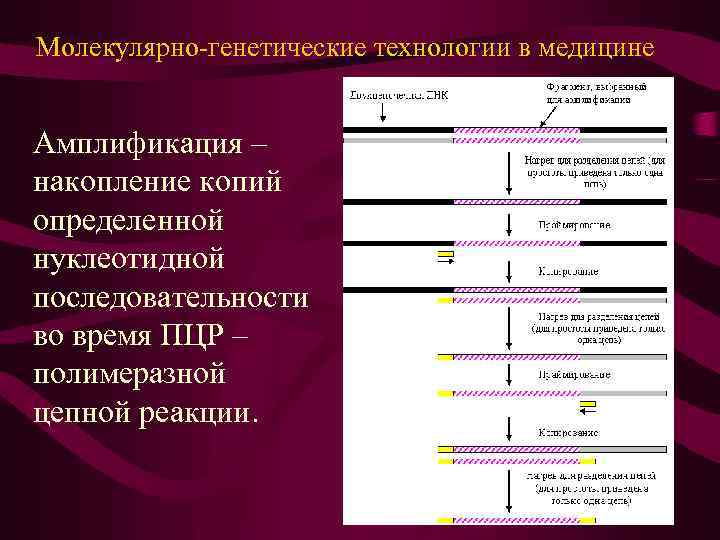 Молекулярно-генетические технологии в медицине Амплификация – накопление копий определенной нуклеотидной последовательности во время ПЦР