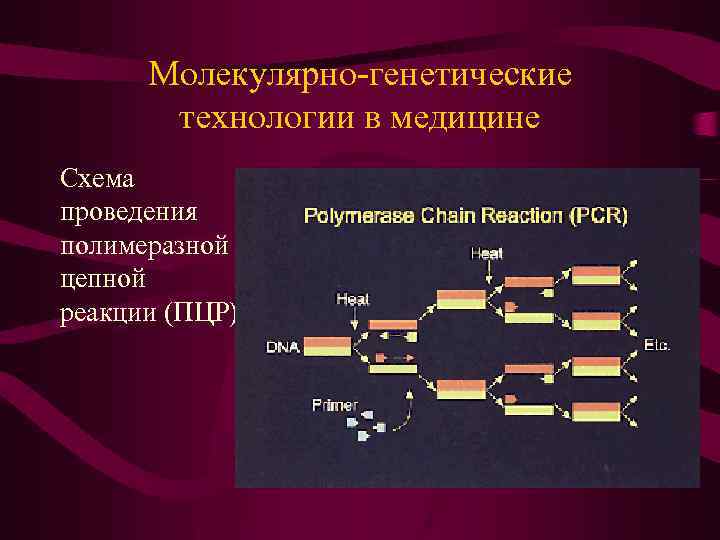 Молекулярно генетические методы исследования