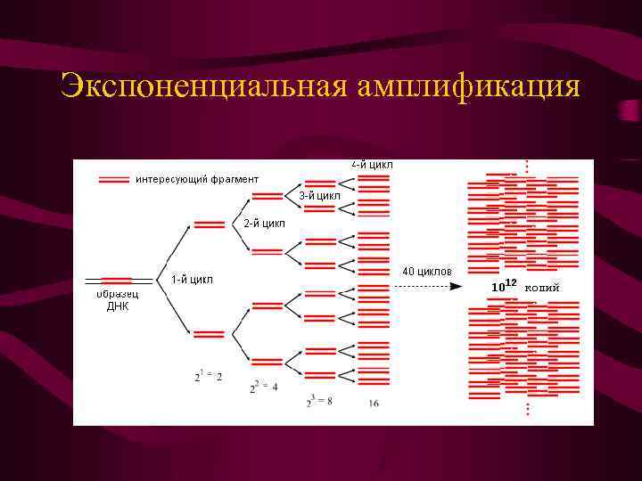 Какой уровень организации жизни отражен на данном рисунке молекулярно генетический