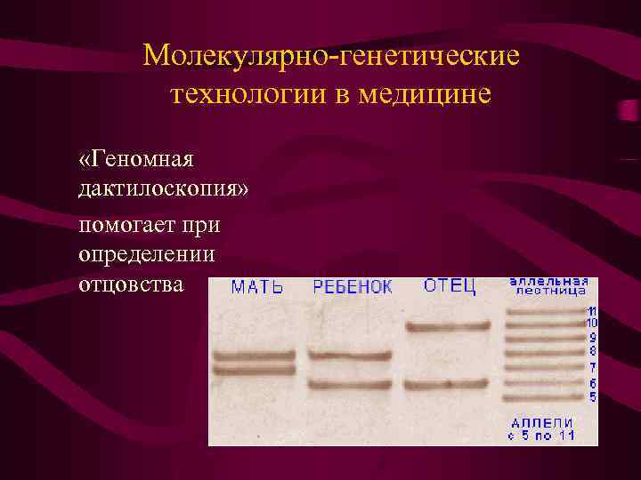 Молекулярно-генетические технологии в медицине «Геномная дактилоскопия» помогает при определении отцовства 