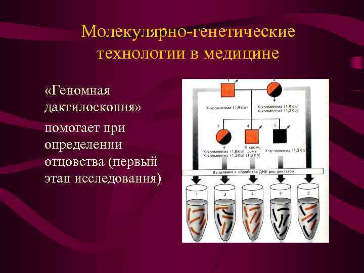 Молекулярно-генетические технологии в медицине «Геномная дактилоскопия» помогает при определении отцовства (первый этап исследования) 