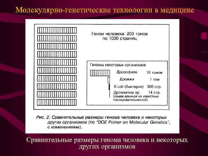 Молекулярно-генетические технологии в медицине Сравнительные размеры генома человека и некоторых других организмов 