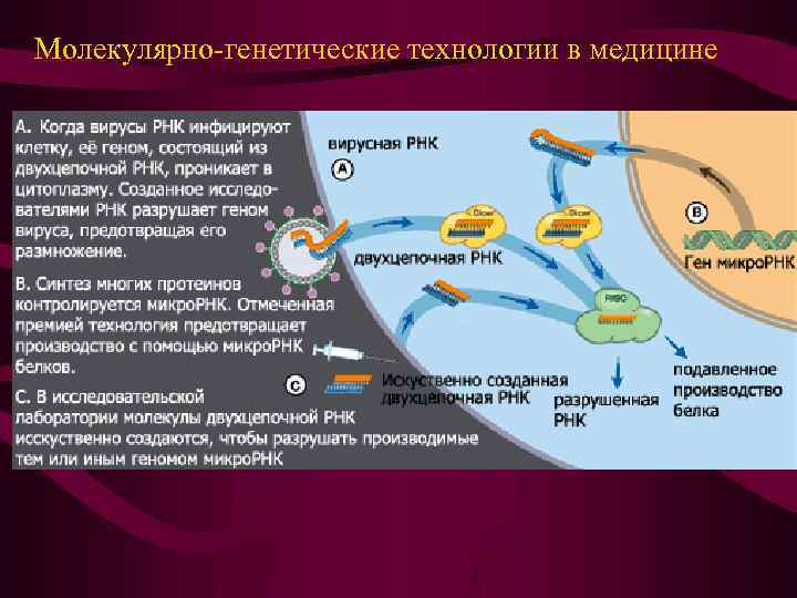 Молекулярно-генетические технологии в медицине 