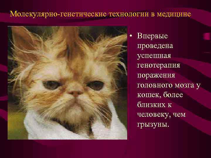 Молекулярно-генетические технологии в медицине • Впервые проведена успешная генотерапия поражения головного мозга у кошек,