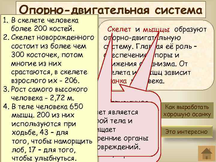 Опорно-двигательная система В скелете человека 1. Сиди всегда прямо, более 200 костей. голову слегка