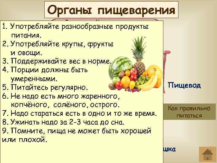 Органы пищеварения В ротовой полости мы 1. Употребляйте разнообразные продукты пережёвываем Через глотку и