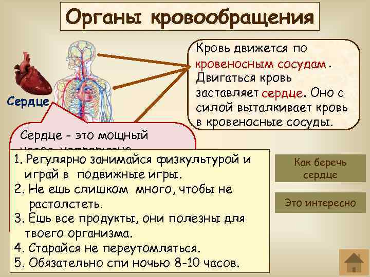 Афо органов кровообращения презентация