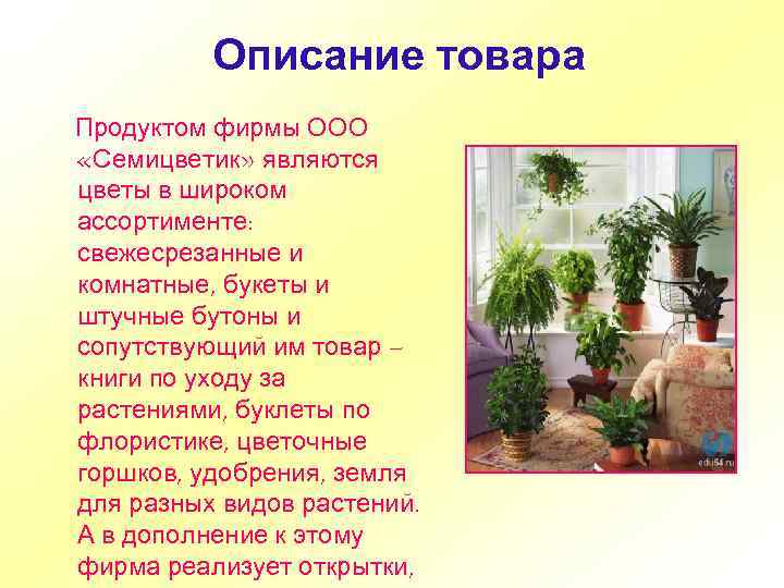 Описание товара Продуктом фирмы ООО «Семицветик» являются цветы в широком ассортименте: свежесрезанные и комнатные,